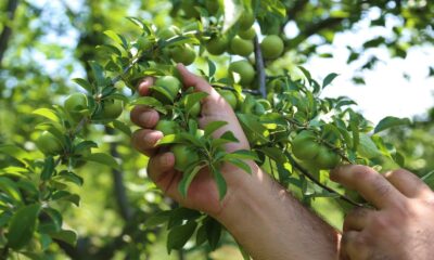 Erik fiyatlarından üretici tüccarları, tüccarlar üreticiyi sorumlu tutuyor