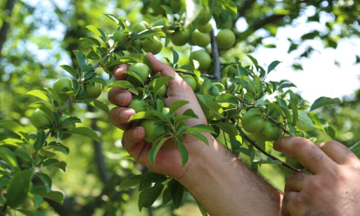 Erik fiyatlarından üretici tüccarları, tüccarlar üreticiyi sorumlu tutuyor
