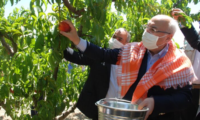 Erkenci şeftaliler hasat edildi