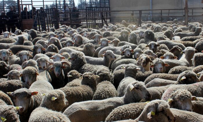 Erzincan çiftçisine anaç koyun keçi desteği