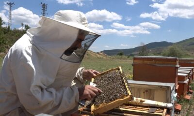 Erzincan yaylalarında arıcıların bal mesaisi başladı