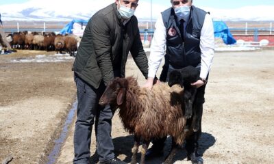 Erzurum çiftçisine anaç koyun keçi desteği