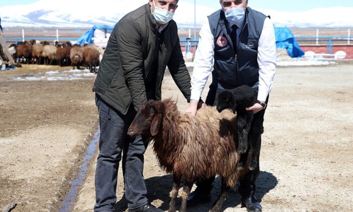 Erzurum çiftçisine anaç koyun keçi desteği