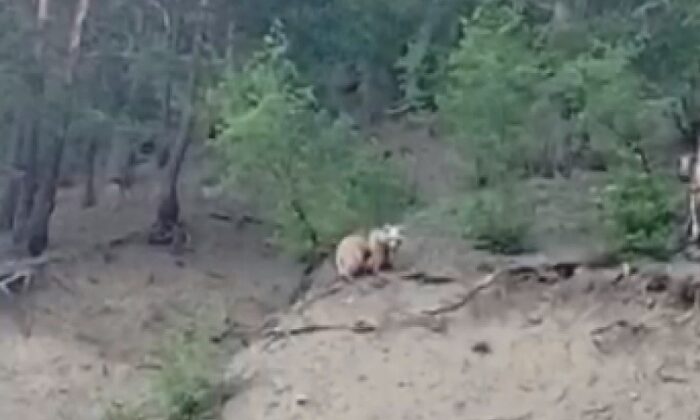 Erzurum’da boz ayı 2 yavrusuyla birlikte ilçeye indi