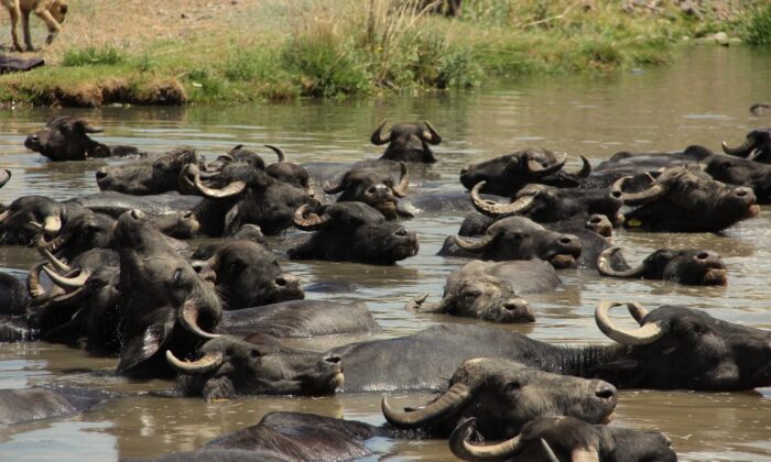 Erzurum’da mandaların keyifli göl banyosu