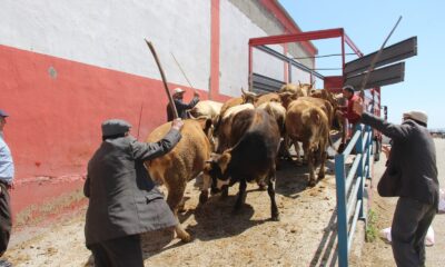 Erzurum’dan batı illerine kurbanlık sevkiyatı başladı