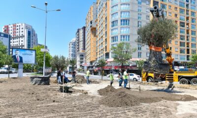 Esenyurt Belediyesi ilçeye yüz yıllık zeytin ağaçları dikti