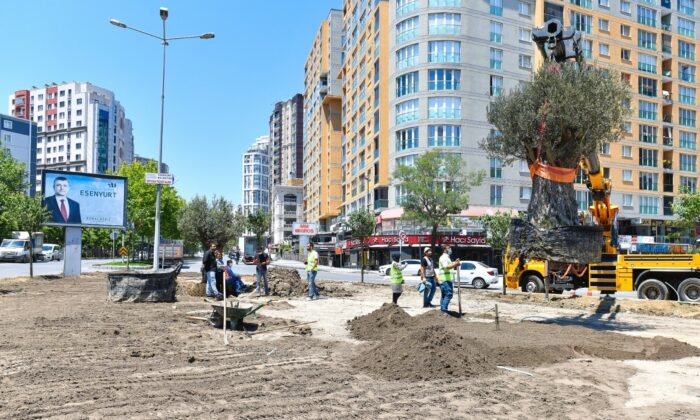 Esenyurt Belediyesi ilçeye yüz yıllık zeytin ağaçları dikti