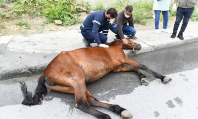 Esenyurt’ta aracın çarpmasıyla yaralanan ata belediye sahip çıktı
