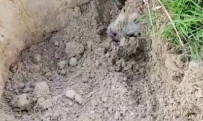 Esenyurt’ta toprak altındaki yavru köpekleri çocuklar kurtardı