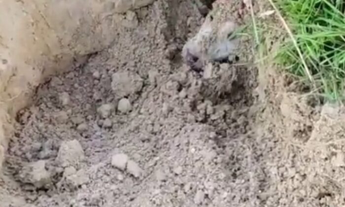 Esenyurt’ta toprak altındaki yavru köpekleri çocuklar kurtardı