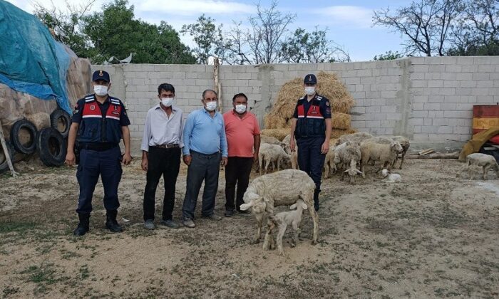 Eskişehir’de çalınan 23 küçükbaş hayvan Afyonkarahisar’da bulundu