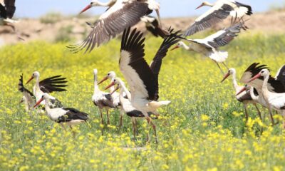 Eskişehir’de leyleklerin görsel şöleni