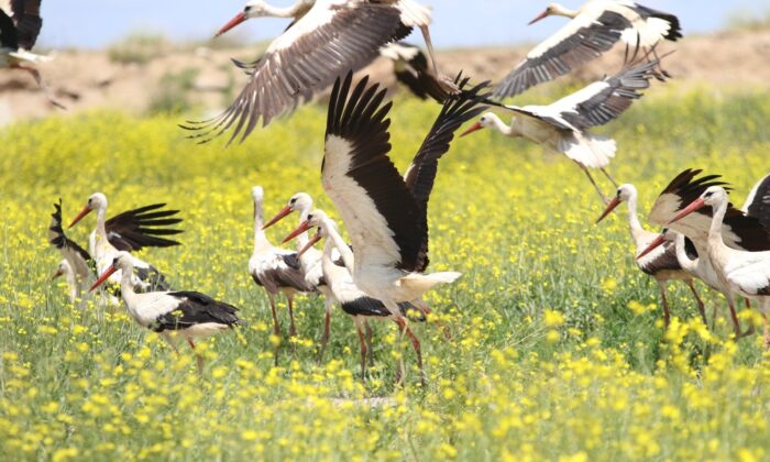 Eskişehir’de leyleklerin görsel şöleni
