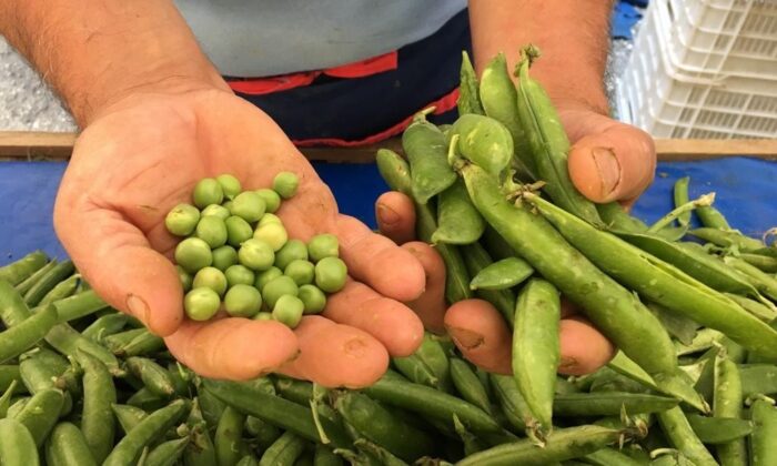 Eskişehir’de sert yağmurlar araka verimini düşürdü