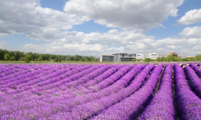 ESOGÜ lavanta kokacak