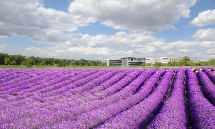 ESOGÜ lavanta kokacak
