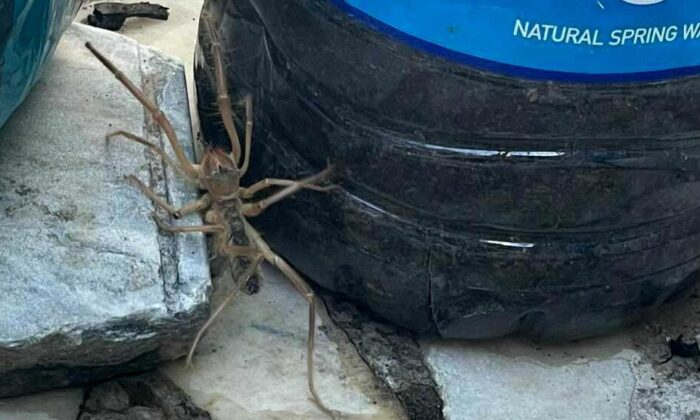 Et yiyen örümcek Muğla’da paniğe neden oldu