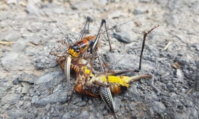 Etçil çekirge görenleri şaşırttı