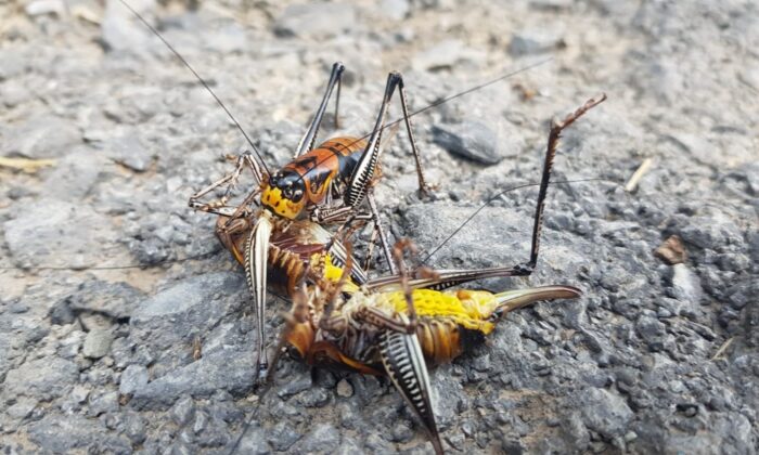 Etçil çekirge görenleri şaşırttı