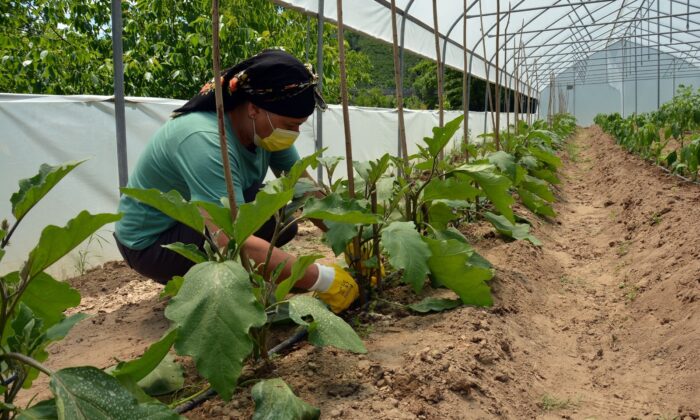 Ev hanımı serasından ilk hasadını alacağı günü bekliyor