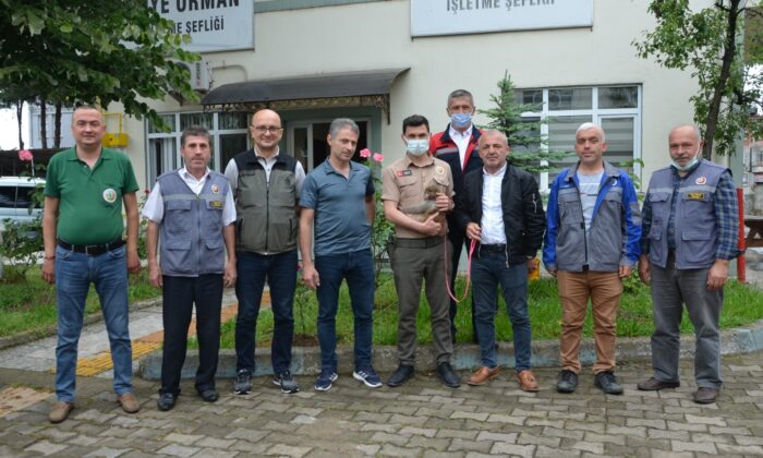 Evcil maymuna şefkat eli