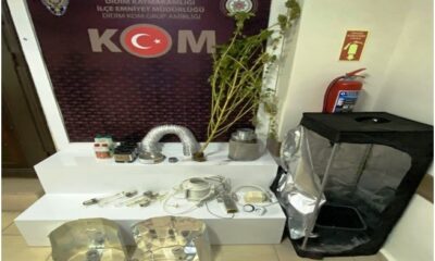 Evde hint keneviri yetiştirmiş