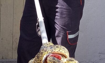 Eve giren yılanı itfaiye ekipleri yakaladı