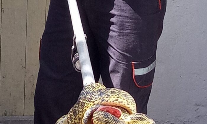 Eve giren yılanı itfaiye ekipleri yakaladı