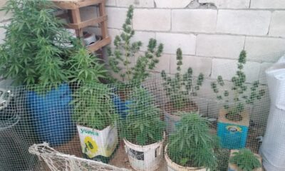 Evin çatısını uyuşturucu serasına çevirdi, jandarmaya yakalandı