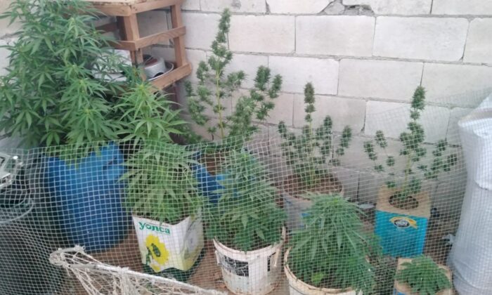 Evin çatısını uyuşturucu serasına çevirdi, jandarmaya yakalandı