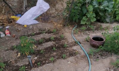 Evinin bahçesinde kenevir yetiştiren yaşlı kadın gözaltına alındı