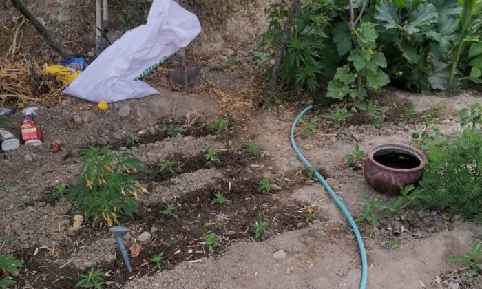 Evinin bahçesinde kenevir yetiştiren yaşlı kadın gözaltına alındı