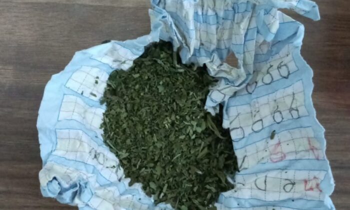 Evinin bahçesinde uyuşturucu yetiştiren kişiye polis baskını