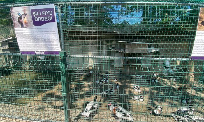 Fabrikaya dev hayvanat bahçesi kurdular, 1,5 milyon ziyaretçiyi ağırladılar