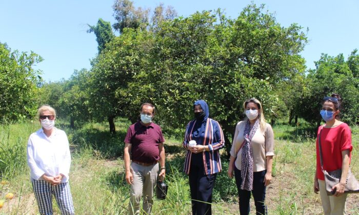 Faydalı böcekler narenciye bahçelerine salınıyor