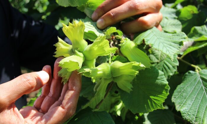 Fındık fiyatında üreticinin beklentisi 3,5 dolar