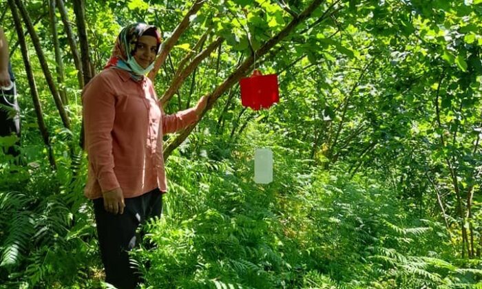 Fındıkta dalkıran zararlısına karşı mücadele