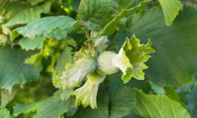 Fındıkta külleme hastalığı rekolteyi etkiliyor