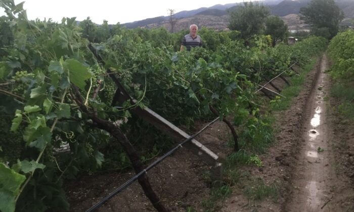Fırtına bağları yan yatırdı, ağaçları devirdi