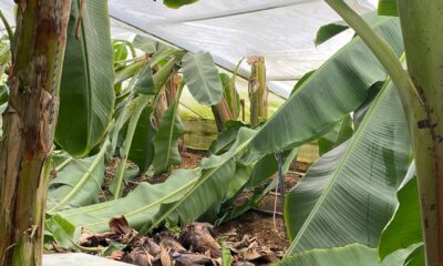 Fırtına ve hortum muz serasını yerle bir etti