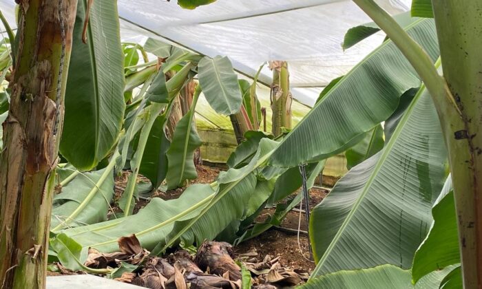 Fırtına ve hortum muz serasını yerle bir etti