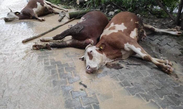 Fırtınadan devrilen ağaç elektrik tellerini kopardı, 4 büyükbaş hayvan akıma kapıldı