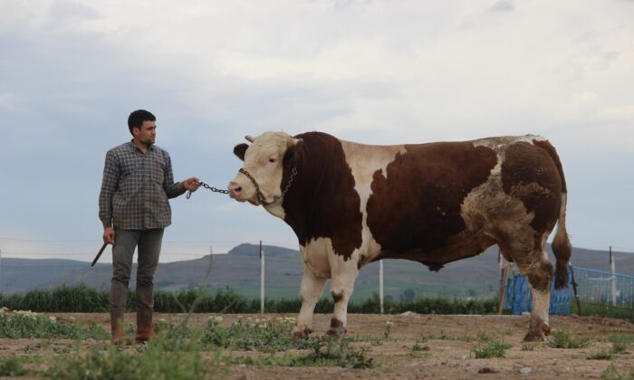 Fiyatıyla dudak uçuklatıyor, görenler gözlerine inanamıyor