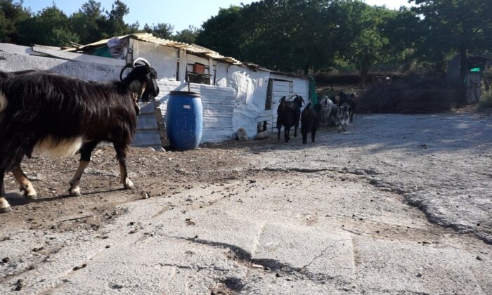 Foça’da kara keçi sayısı azaldı