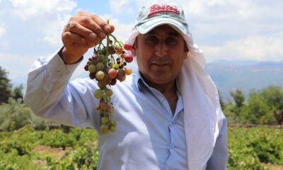 Gaziantepli çiftçiler üzüm hasadı için gün sayıyor