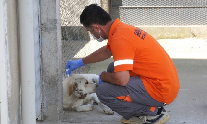 Gaziemir’de parazit mücadelesi