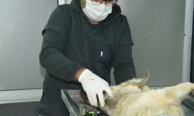 Gediz’de sokak hayvanları için kısırlaştırma, aşılama, küpeleme ve kayıt altına alma çalışmaları