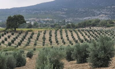 Gelir getirici fidanlar ürün vermeye başladı