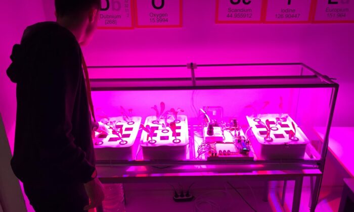 Genç kaşiften topraksız tarıma destek